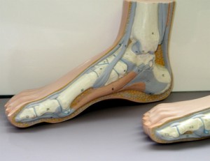 anatomy of the foot